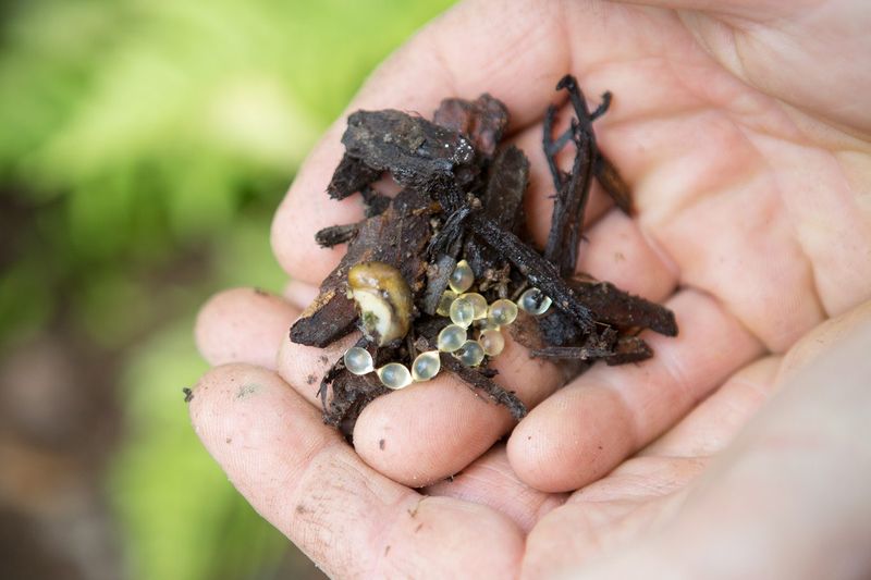 Fall Is Egg Laying Season For Oregon Slugs Fall Is Egg Laying Season For Oregon Slugs