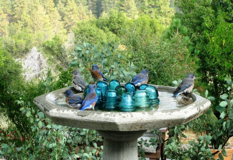 Fall Is Flocking Season For Bluebirds