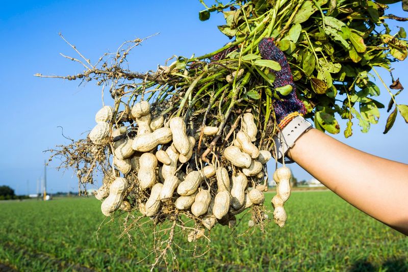 Fall Is Harvest Season, Not Planting Season