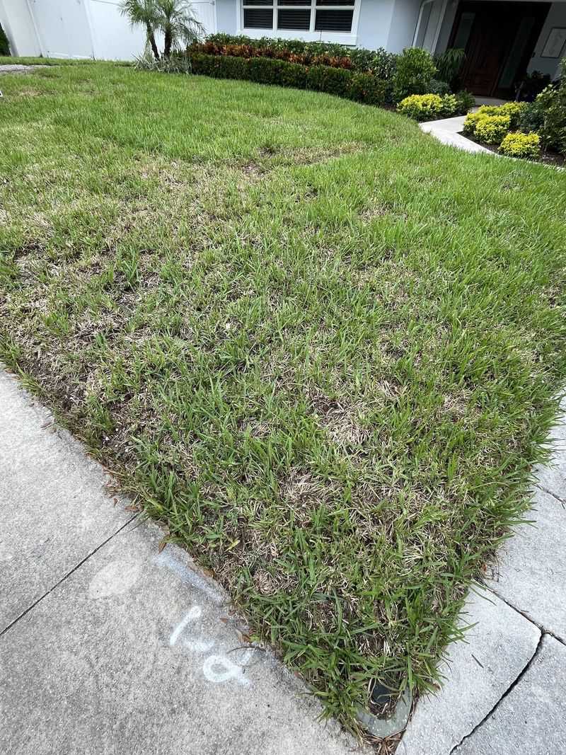 Fall Is Peak Season For Webworm Damage Fall Is Peak Season For Webworm Damage