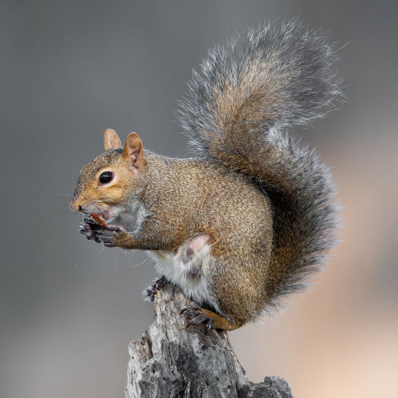 Fall Is Prime Season For Burying Acorns And Nuts Fall Is Prime Season For Burying Acorns And Nuts