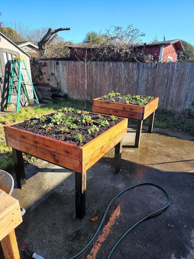 Fall Is Prime Time To Plant Strawberries Fall Is Prime Time To Plant Strawberries