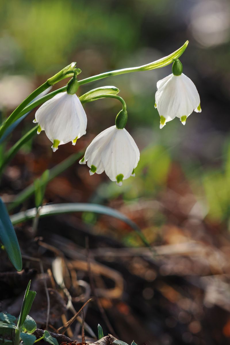 Fall Is Prime Time To Plant Summer Snowflake Bulbs Fall Is Prime Time To Plant Summer Snowflake Bulbs