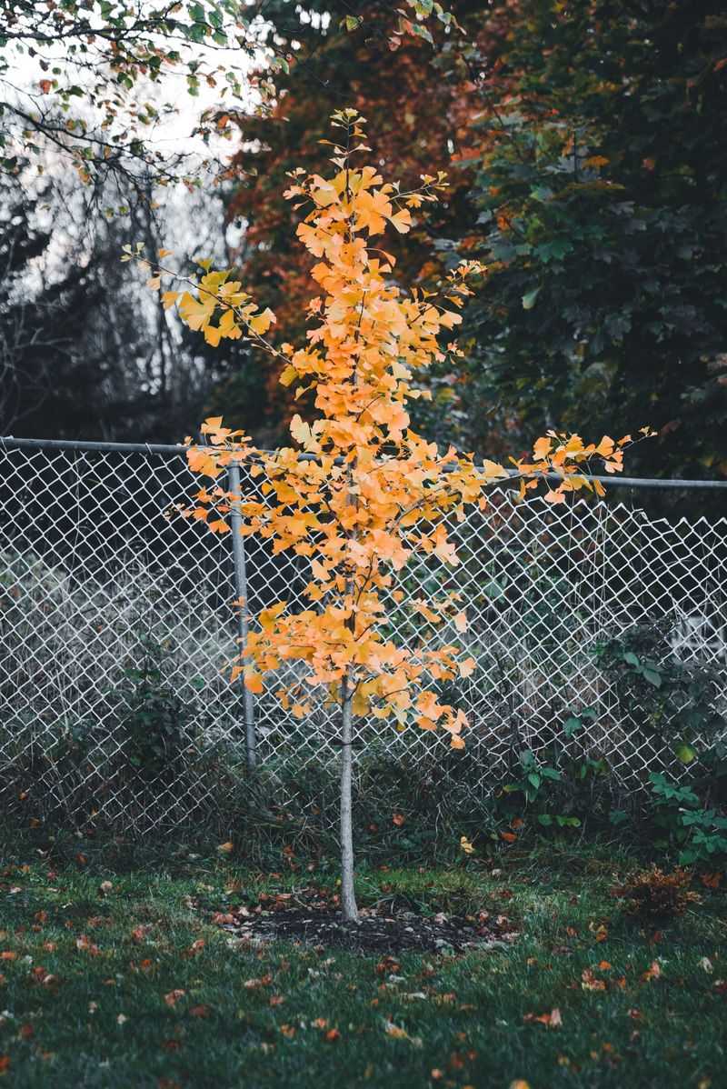 Fall Is Still The Best Season To Plant Trees