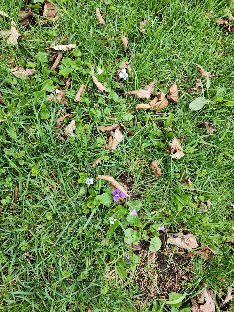 Fall Is The Prime Time To Target Wild Violets Fall Is The Prime Time To Target Wild Violets