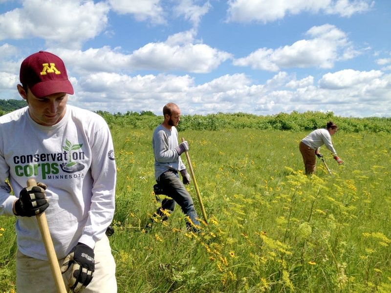 Fall Is The Right Time To Dig Out Wild Parsnip Rosettes Fall Is The Right Time To Dig Out Wild Parsnip Rosettes