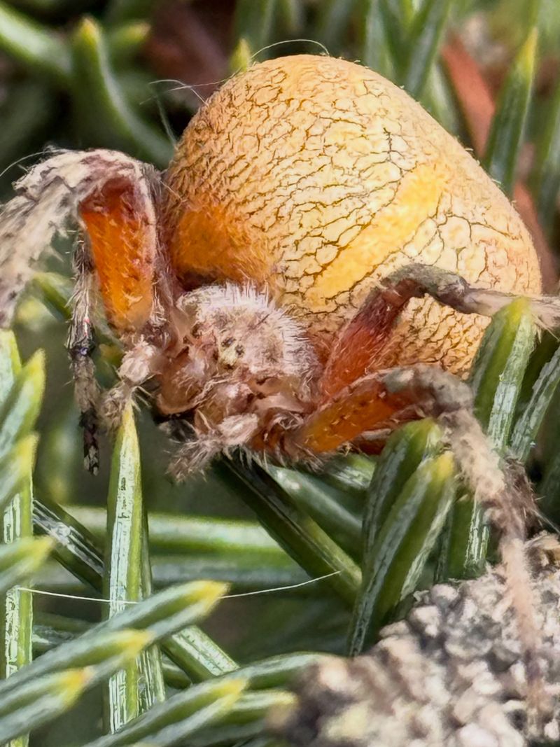 Fall Is When Adult Females Become Easier To Spot Fall Is When Adult Females Become Easier To Spot