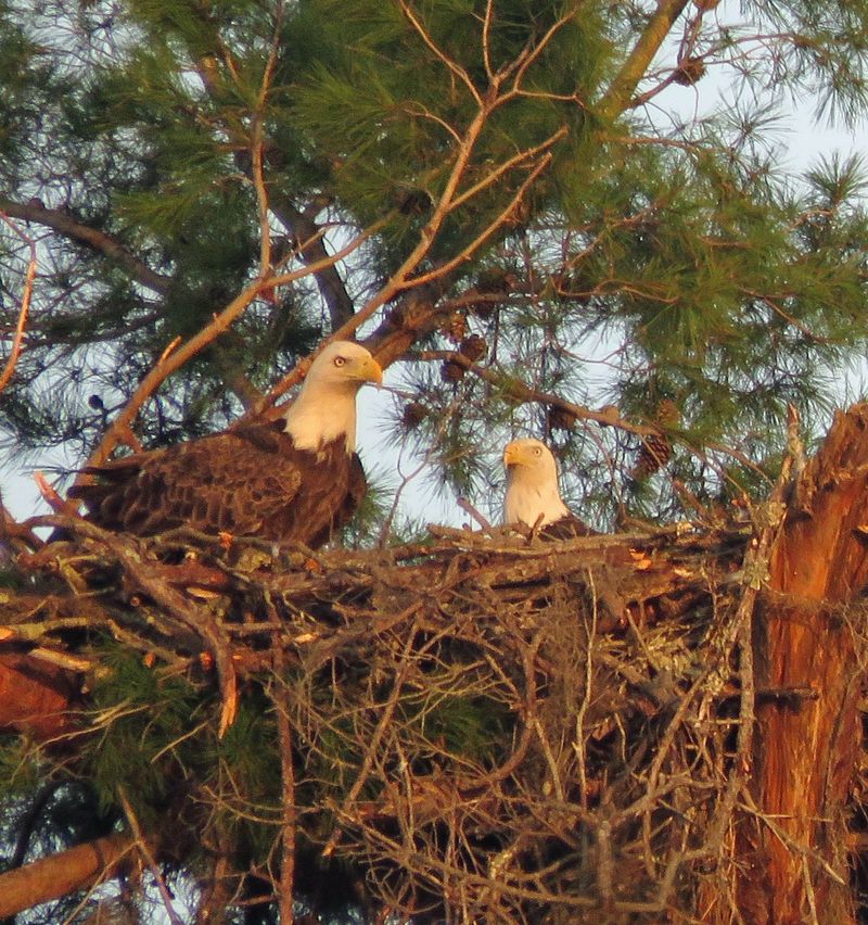 Fall Is When Pairs Begin Fixing Up Or Building Nests Fall Is When Pairs Begin Fixing Up Or Building Nests