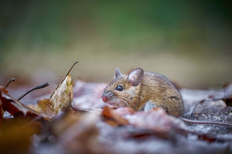 Fall Is When Pennsylvania Mice Head For Your Walls