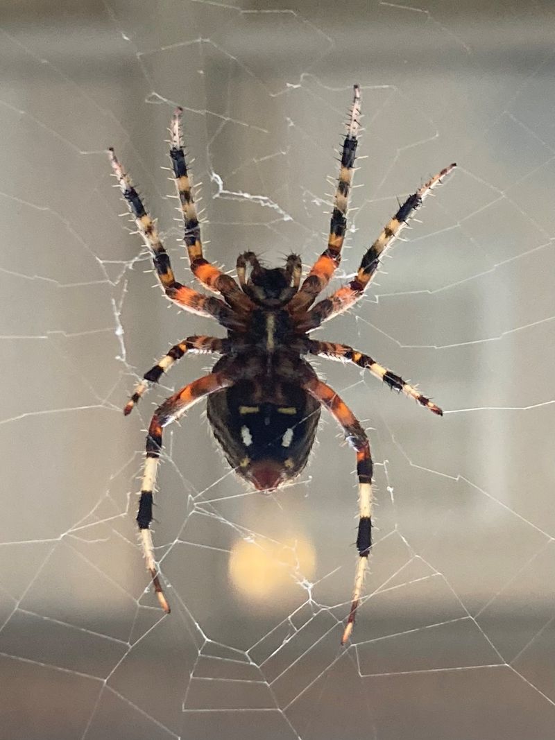 Fall Is When Texas Orb Weavers Are Biggest
