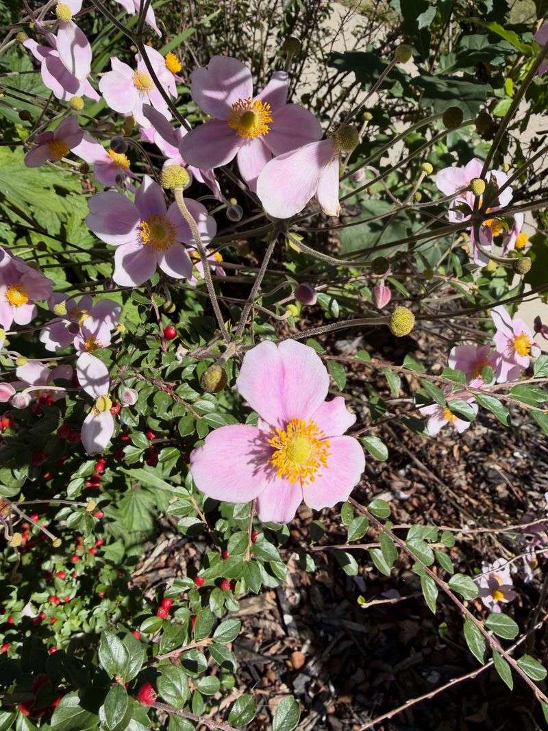 Fall Leaves Make a Cozy Mulch Blanket for Anemone Crowns