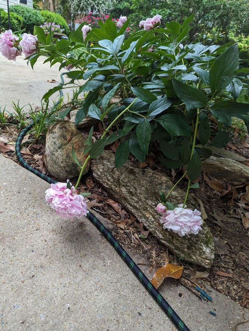 Fall Makes Overhanging Branches And Crowded Plantings Easier To Spot