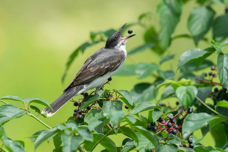 Fall Migrants Fuel Up On The Fruit Fall Migrants Fuel Up On The Fruit