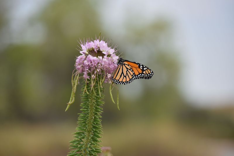 Fall Migrants Still Need Nectar Flowers Along The Way Fall Migrants Still Need Nectar Flowers Along The Way