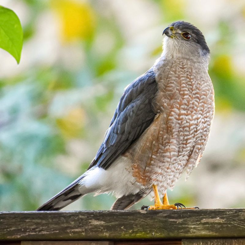 Fall Migration Brings More Hawks
