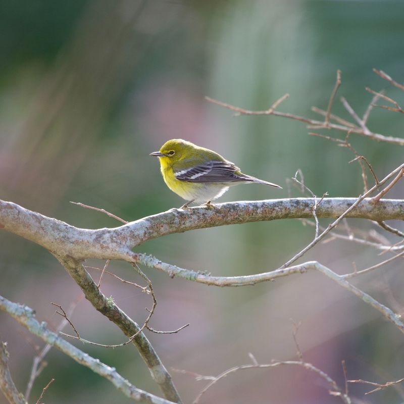 Fall Migration Brings More Night-Traveling Birds Past Homes