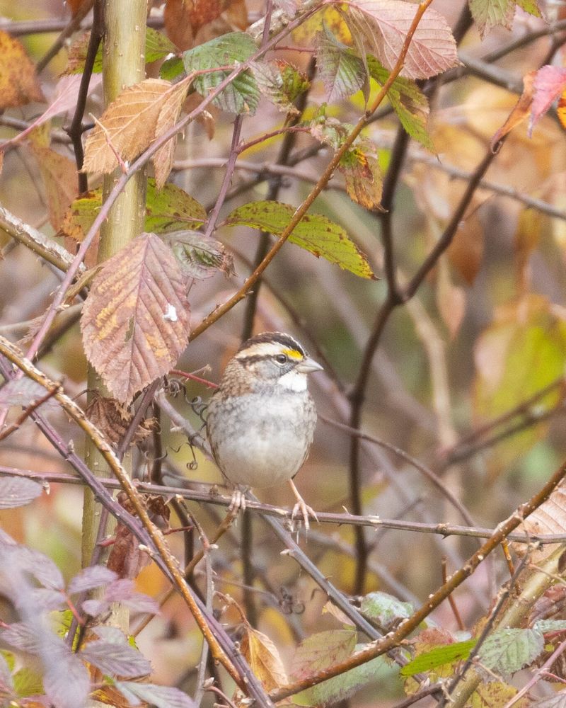 Fall Migration Brings These Sparrows Into Southern Backyards