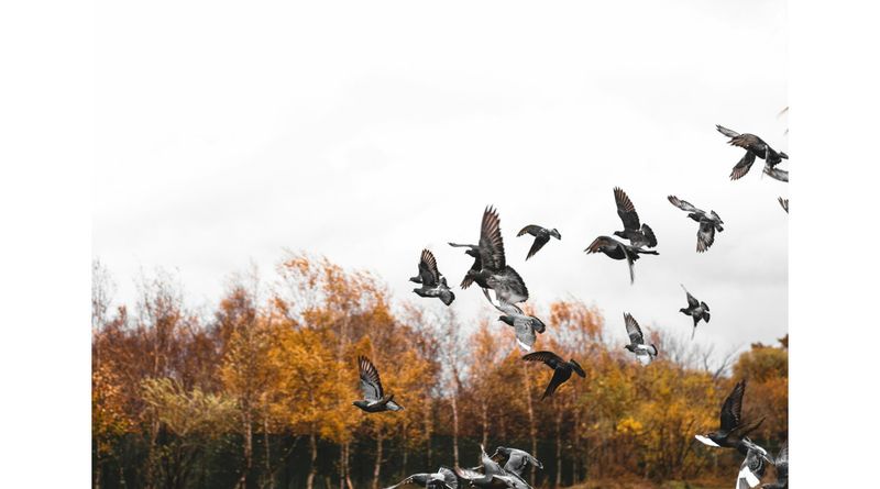 Fall Migration Raises The Risk For Backyard Flocks