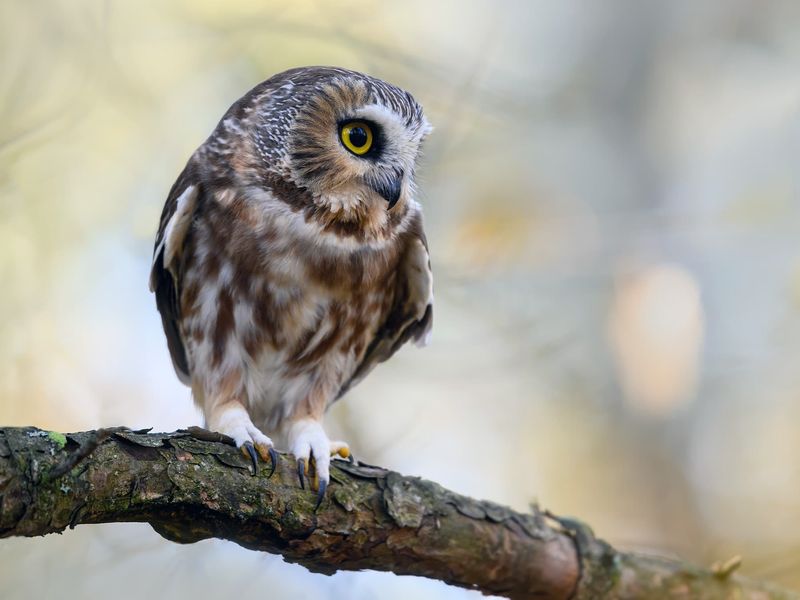 Fall Migration Runs From October Into December