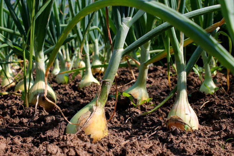 Fall Planted Onions Get Their Start During The Cooler Season
