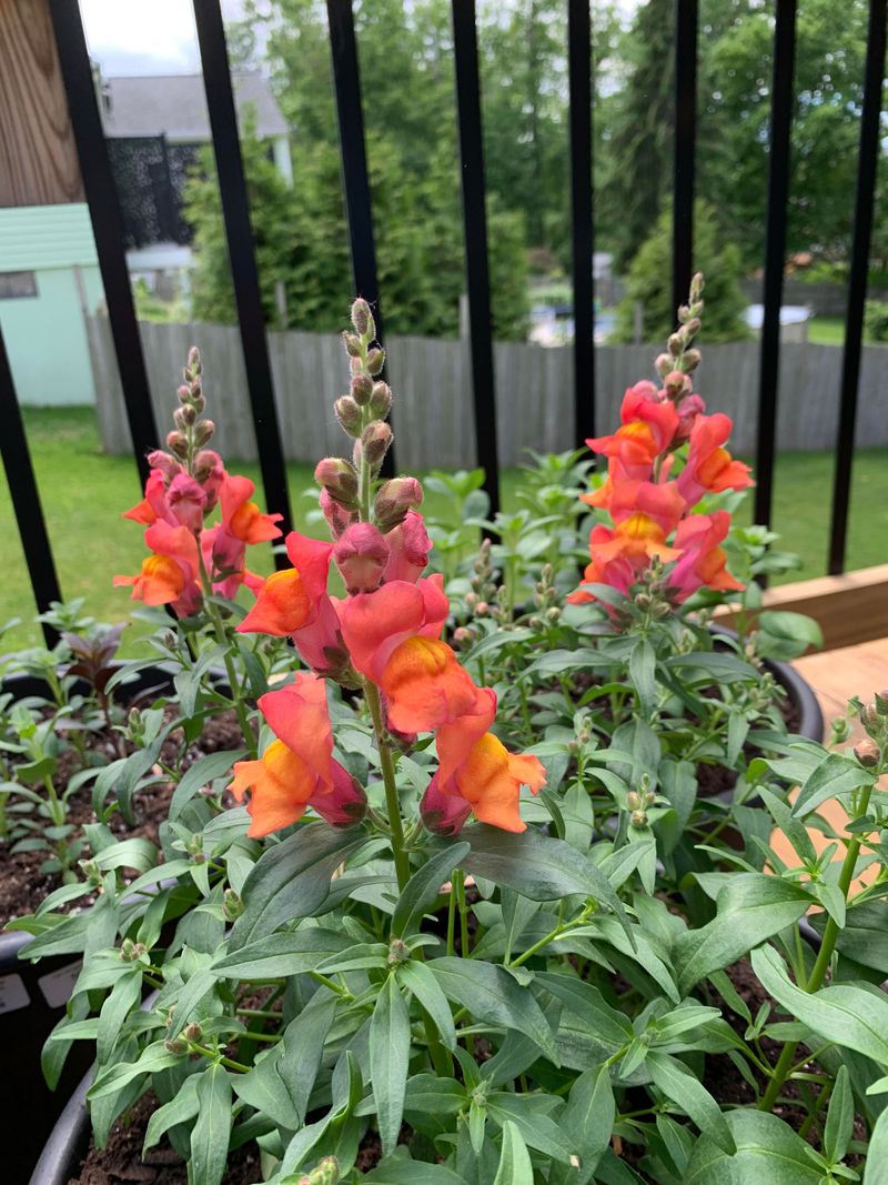Fall-Planted Snapdragons Can Bloom Now And Again Next Spring