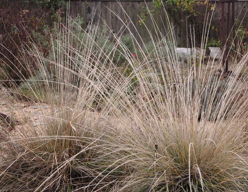 Fall Planting Fits Its Growth Cycle