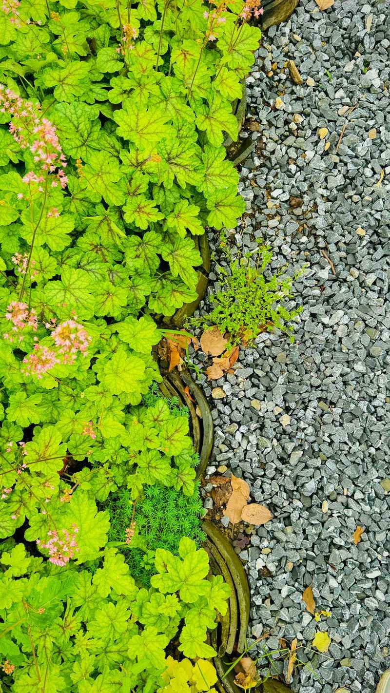 Fall Planting Gives Gravel Garden Perennials A Head Start Fall Planting Gives Gravel Garden Perennials A Head Start
