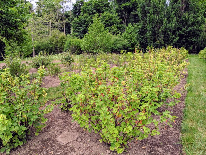 Fall Planting Gives Roots A Head Start