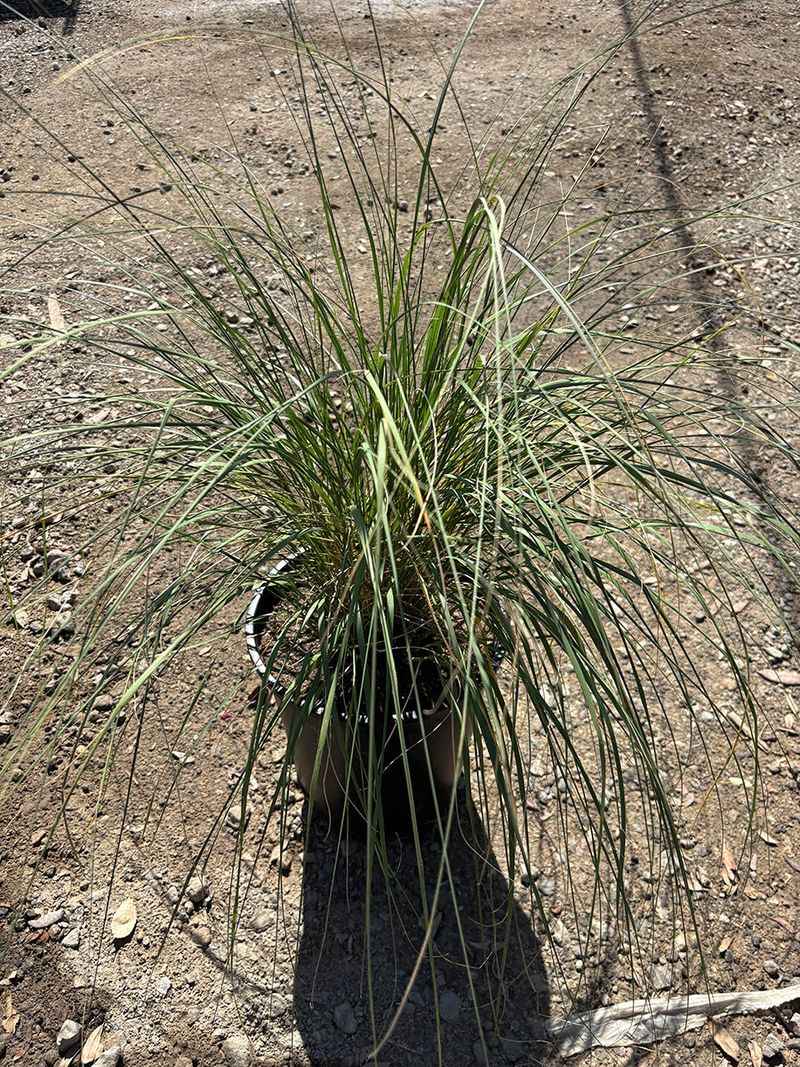Fall Planting Gives Roots A Head Start Fall Planting Gives Roots A Head Start
