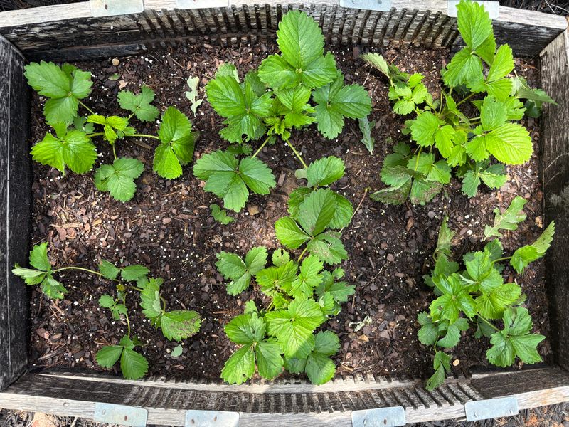 Fall Planting Gives Strawberries A Head Start Fall Planting Gives Strawberries A Head Start