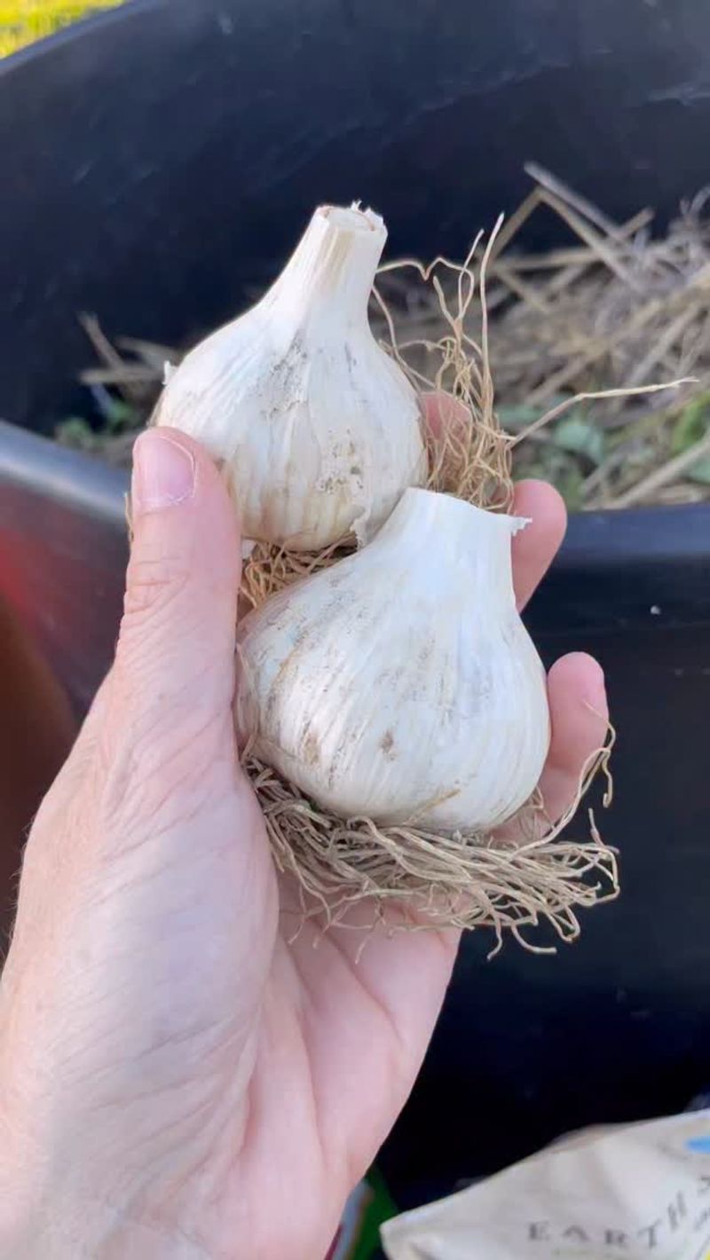 Fall Planting Produces Bigger Bulbs Fall Planting Produces Bigger Bulbs