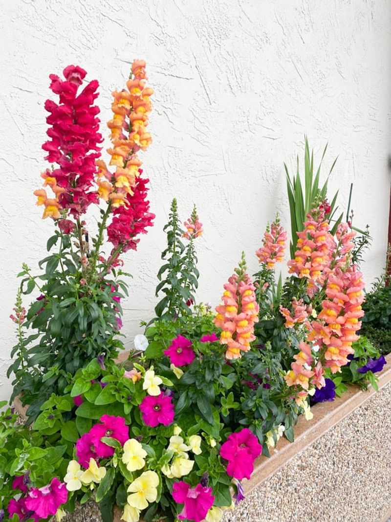 Fall Plantings Give A Bonus Round Of Blooms Fall Plantings Give A Bonus Round Of Blooms