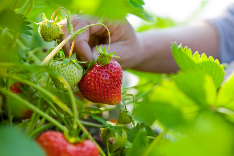 Fall Plantings Give A Small Early Crop Fall Plantings Give A Small Early Crop