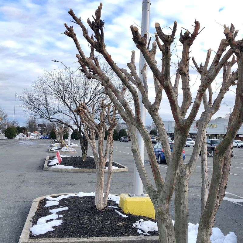 Fall Pruning Can Invite Winter Damage 