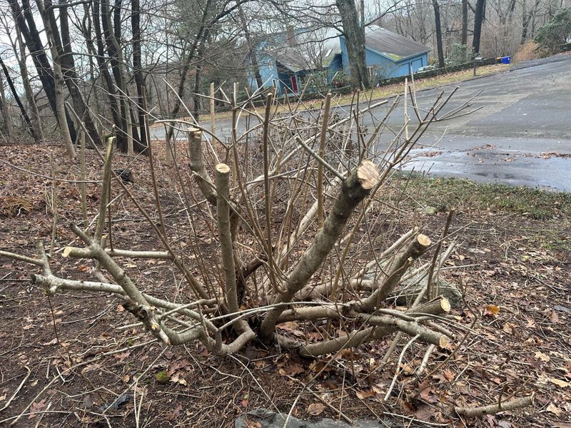 Fall Pruning Can Remove Buds Meant To Bloom Next Year Fall Pruning Can Remove Buds Meant To Bloom Next Year