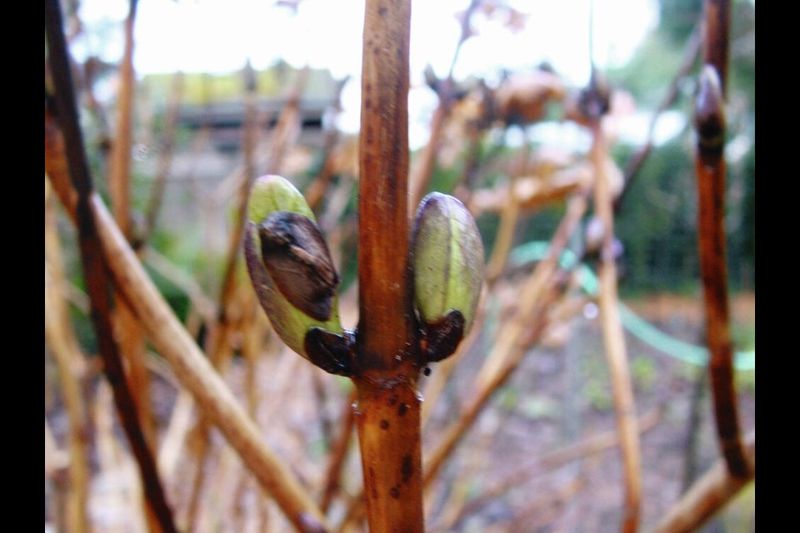 Fall Pruning Cuts Away Hidden Flower Buds