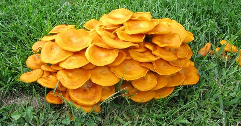 Fall Rain Brings A Surge Of Mushrooms Fall Rain Brings A Surge Of Mushrooms