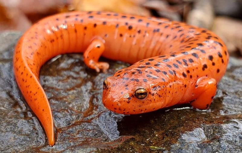 Fall Rains Can Bring Them Out On The Surface At Night Fall Rains Can Bring Them Out On The Surface At Night
