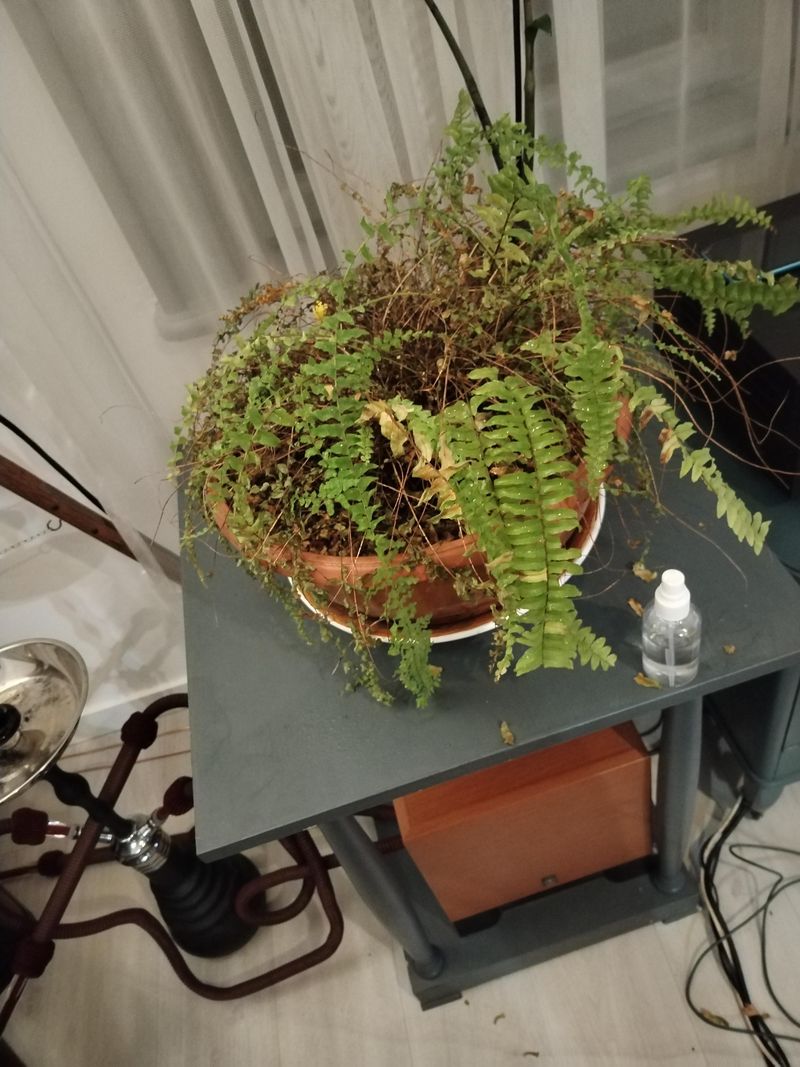 Fall Rains Can Waterlog Outdoor Ferns Fall Rains Can Waterlog Outdoor Ferns