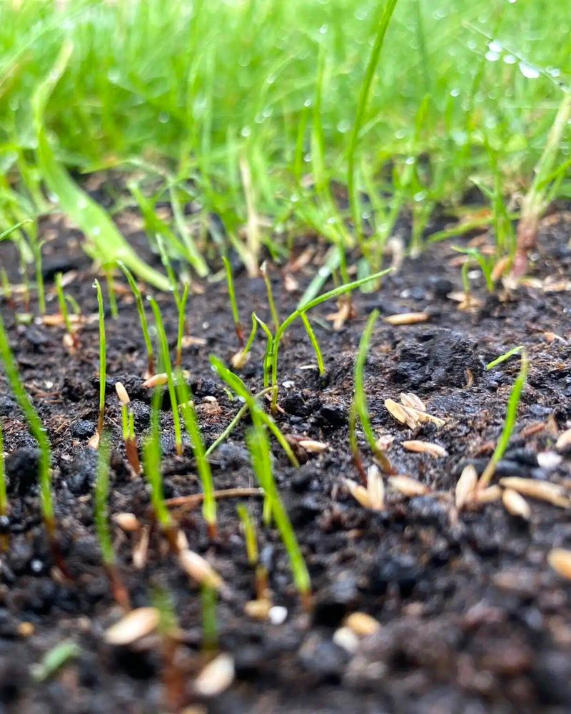 Fall Seeding Beats Spring Seeding Fall Seeding Beats Spring Seeding