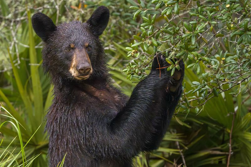 Fall Sends Bears Searching For More High-Calorie Food