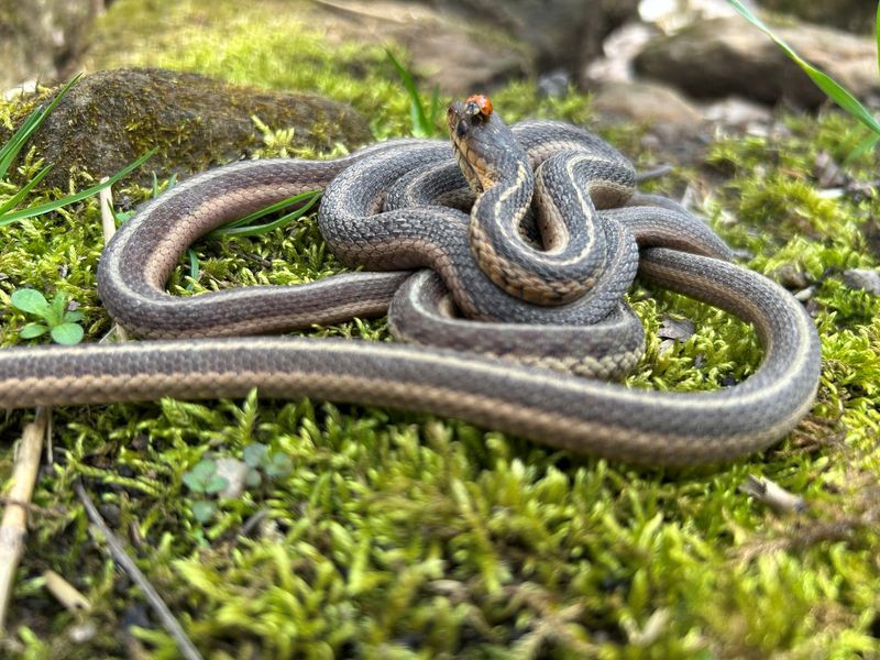 Fall Sends Snakes Looking For A Winter Hideout Fall Sends Snakes Looking For A Winter Hideout