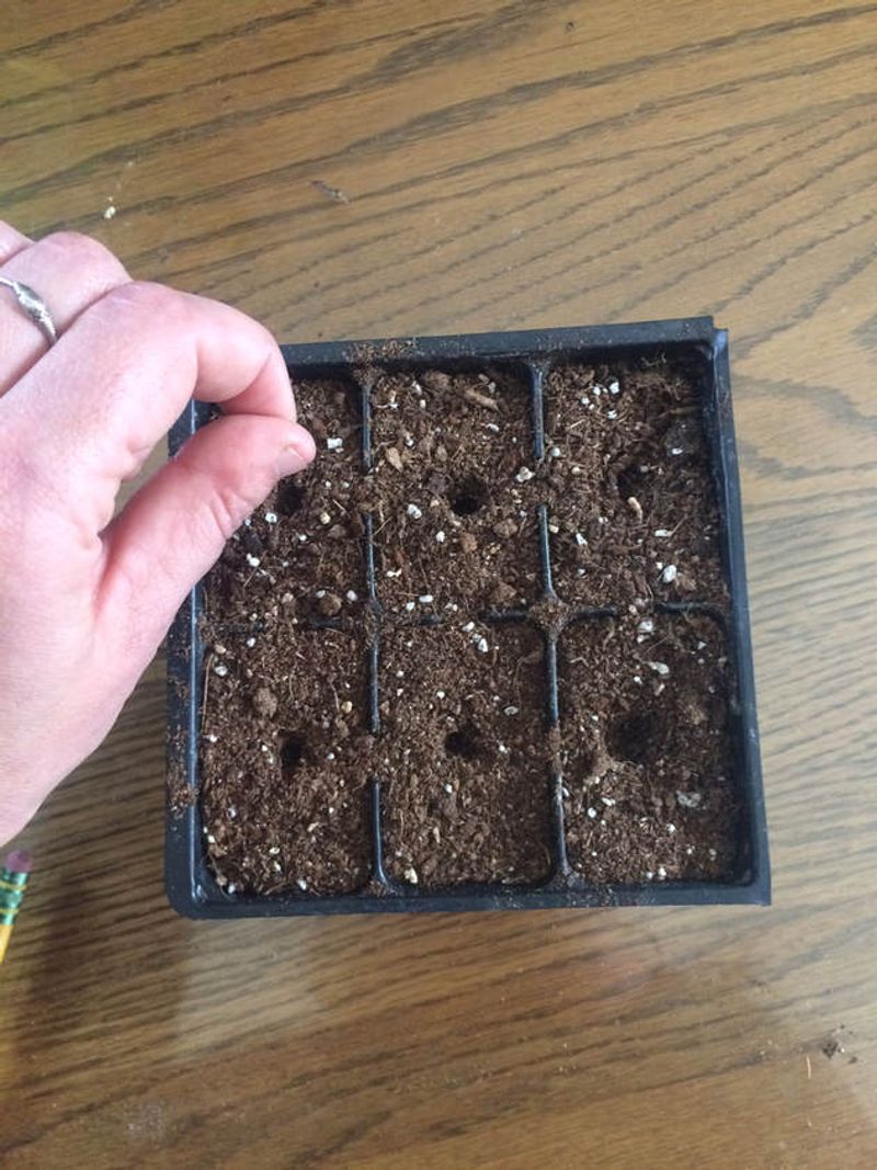 Fall Sowing Gives Seeds The Cold Conditions Needed For Germination