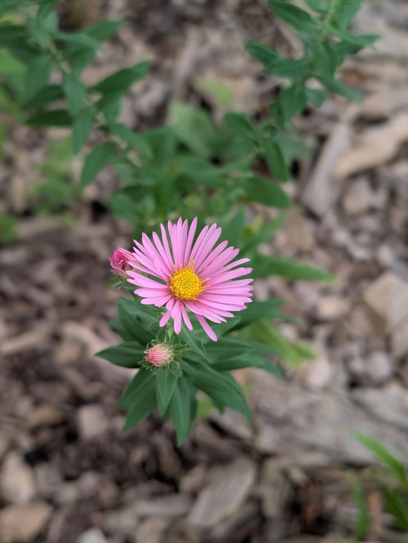 Fall Timing For Native Planting