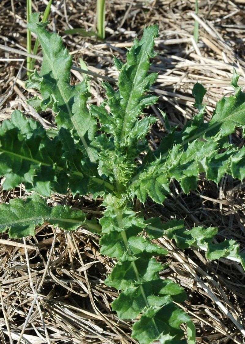 Fall Timing For Rosette Control