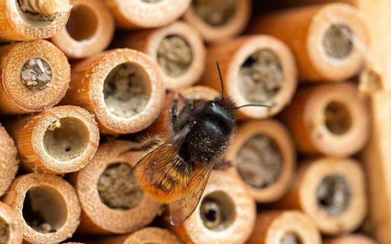 Fall Timing Gives Overwintering Bees a Safe Place to Rest