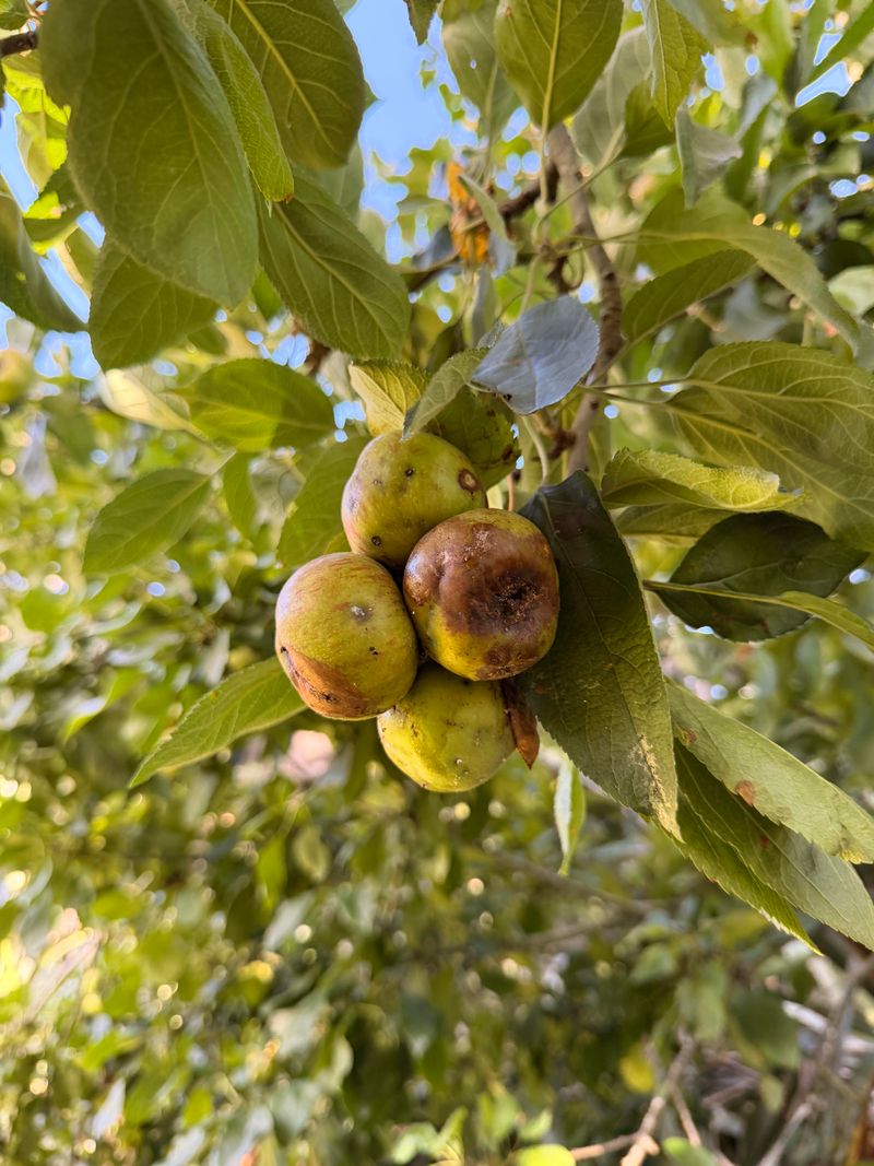 Fall Timing Tips That Protect Next Year's Fruit