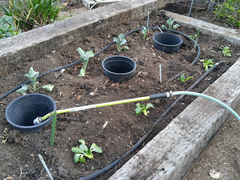 Fall Transplants Have Not Rooted In Yet Fall Transplants Have Not Rooted In Yet