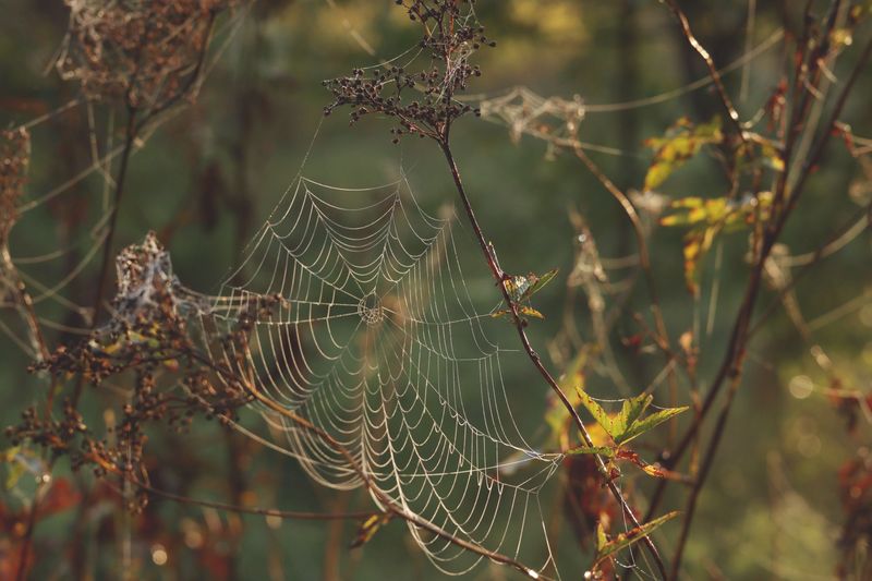 Fall Weather And The Peak Web Season Fall Weather And The Peak Web Season