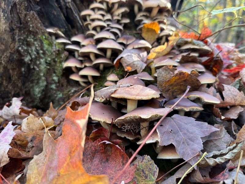 Fall Weather Favors Fungi